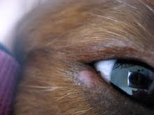 stye in dog's eye